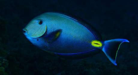 &#039;Dory&#039; blue surgeon fish seen in La Graciosa Island waters