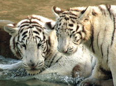 Rancho Texas Animal Park