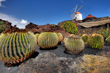 Cactus Garden