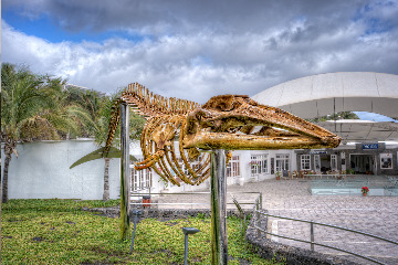 Museum of Cetaceans