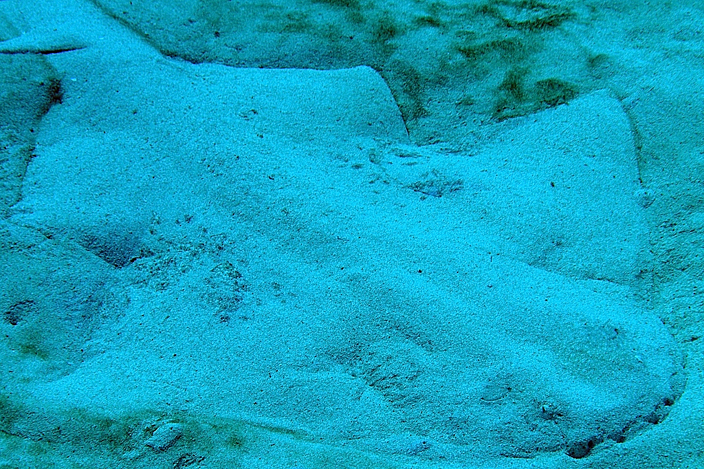 Angel Shark in Lanzarote