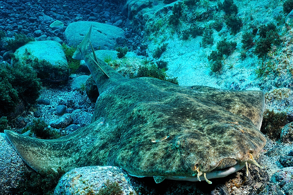 Angel Shark Bite in Lanzarote
