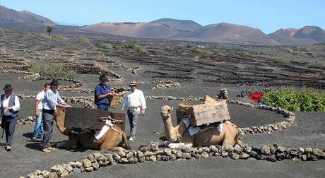 Camels in Lanzarote, How and Why? - Lanzarote ON