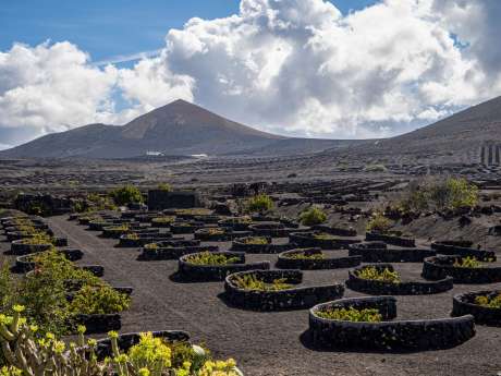 Winter Rains Revive Lanzarote's Vineyard Production