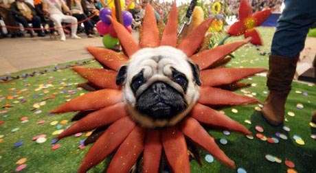 Pet Costume Contest at the Carnival of Costa Teguise 2015