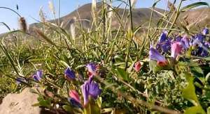 Beautiful Echium Flowers in Lanzarote
