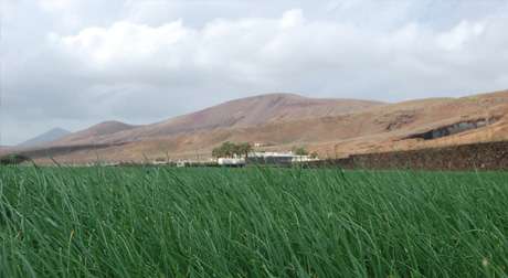 Yellow Weather Alert Continues Till Sunday - Lanzarote ON