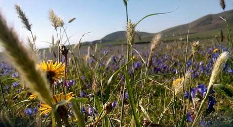 Start Of Spring In Lanzarote