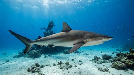 Divers Film a Shark Off Puerto del Carmen