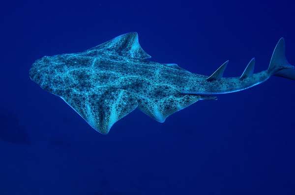 Swimmer Bitten by Baby Angel Shark at Playa Honda in Rare Lanzarote Incident