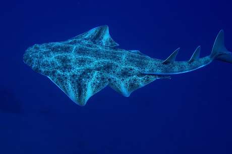 Swimmer Bitten by Baby Angel Shark at Playa Honda in Rare Lanzarote Incident