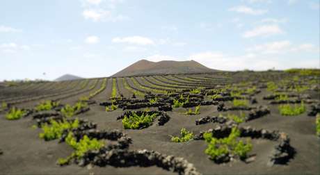 Malvasia, Lanzarote&#039;s Own Unique Wine - Lanzarote ON