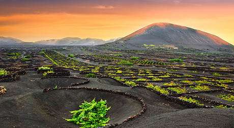 La Geria, Growing Wine Lanzarote&#039;s Way