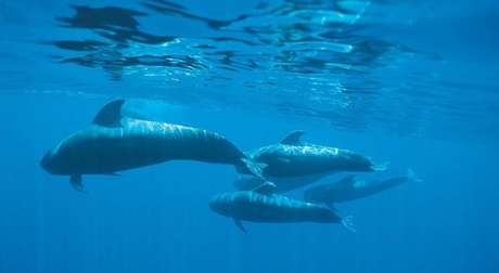 Family of whales in Papagayo Beach, Lanzarote