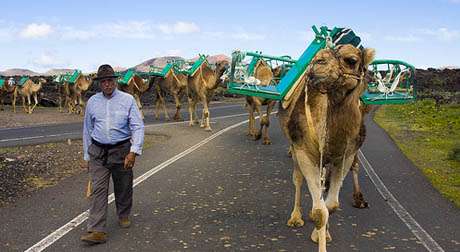 Camel Life In The Canaries - Lanzarote ON